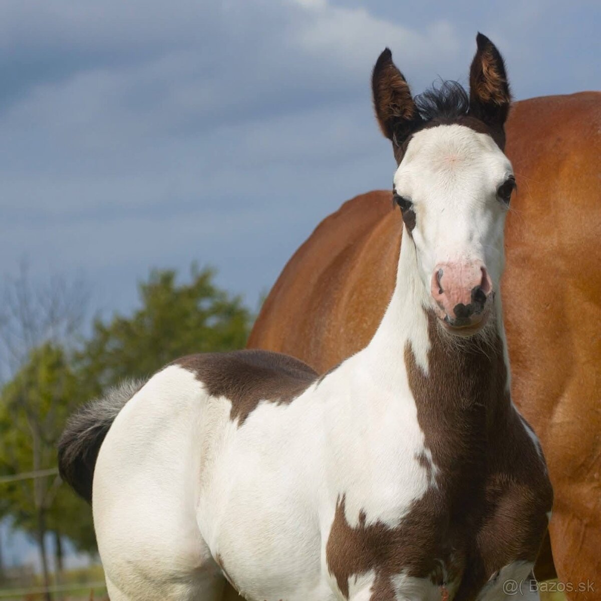 Pripúšťanie Paint Horse - 20