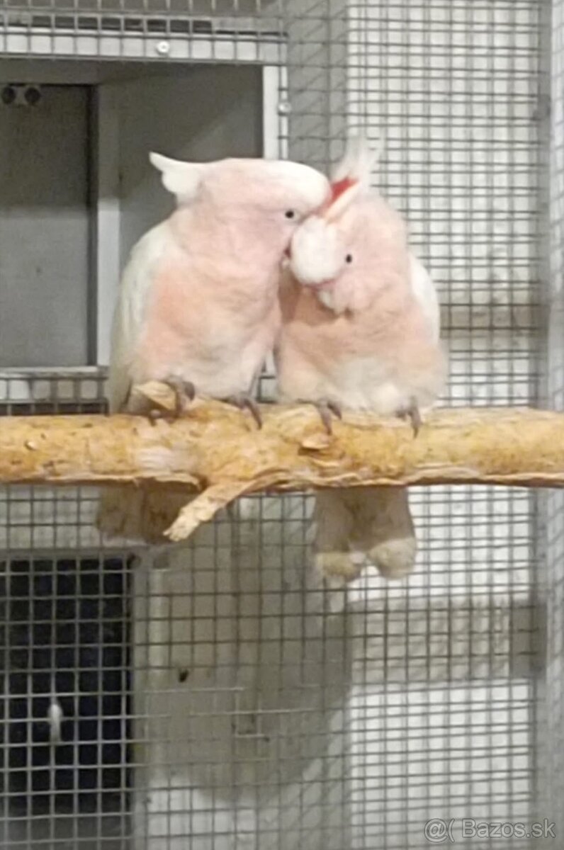 Kakadu inka , Ara arakanga - 20