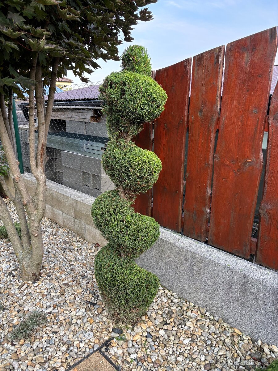 Úprava záhrad a živých plotov, vypiľovanie tují, kosenie - 20