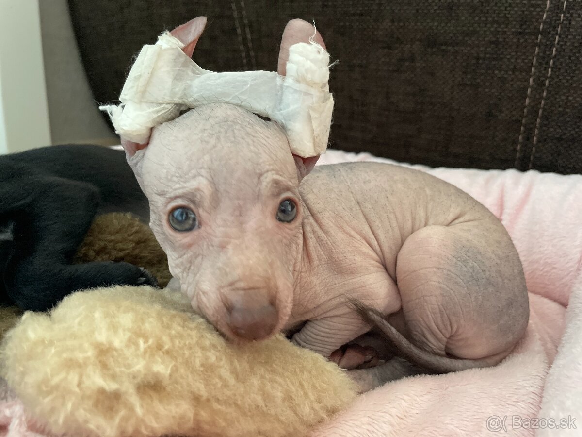 Peruánsky naháč malý - 20