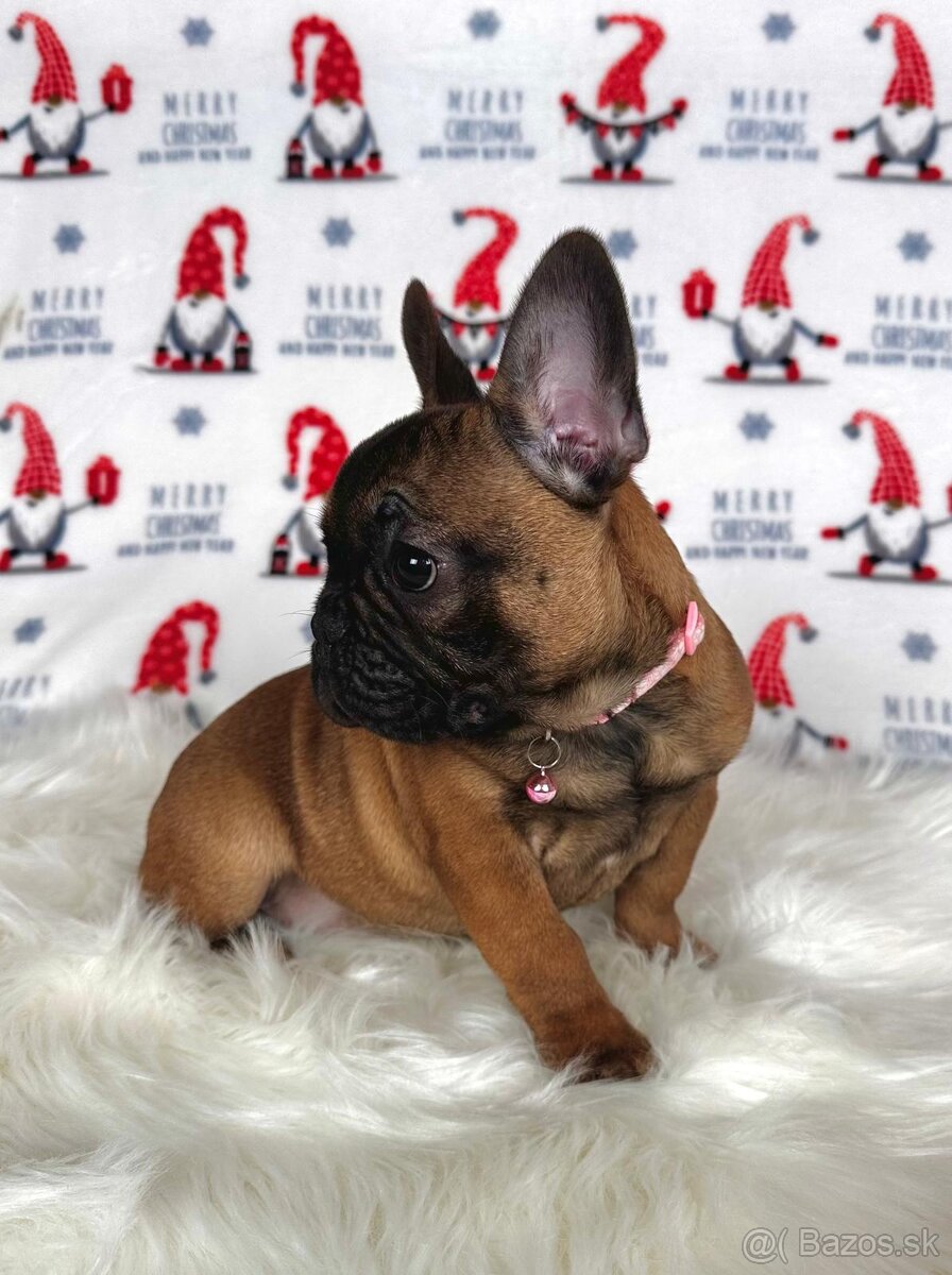 Francúzsky buldoček s PP - sučka BAMBI 🌸 - 20