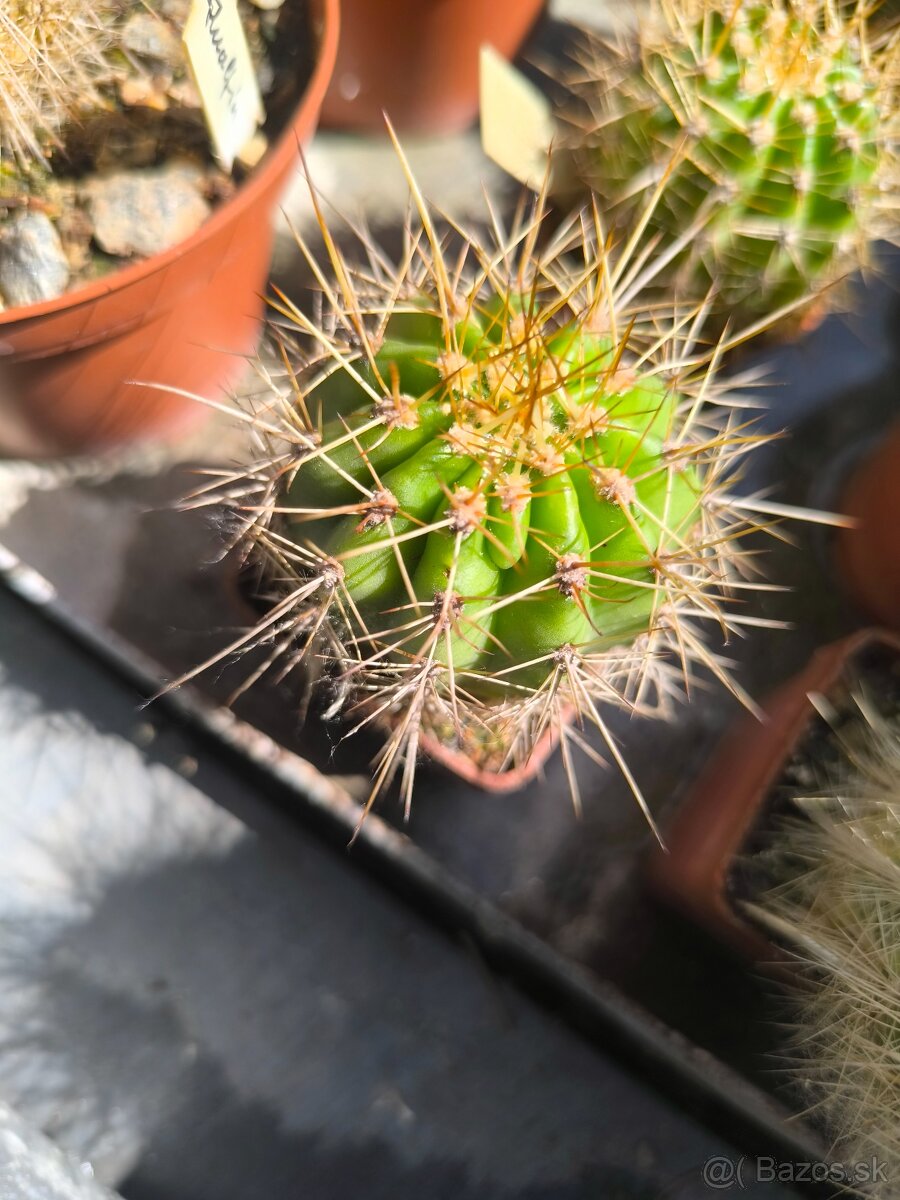 Kaktusy a sukulenty - 20