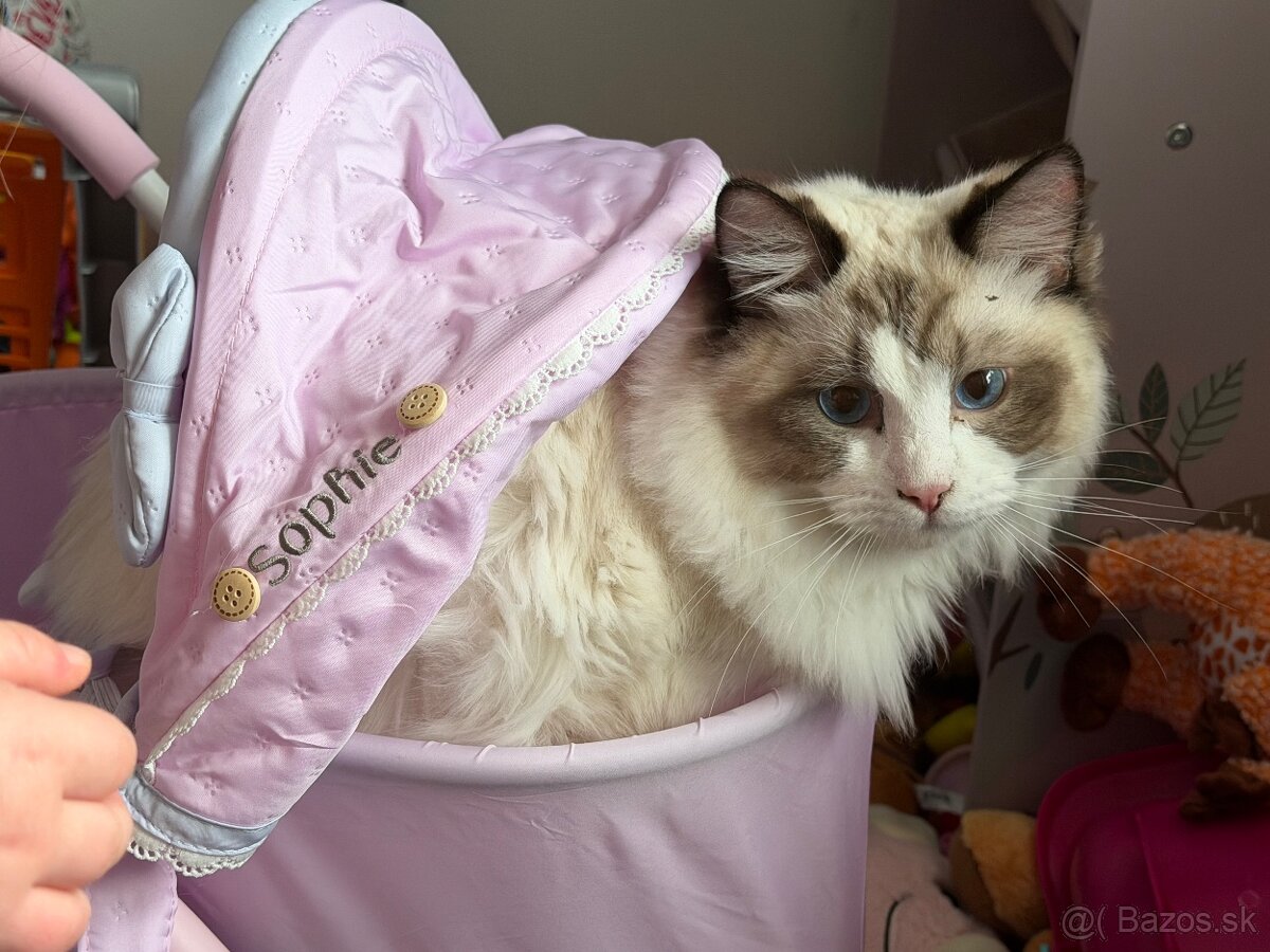 Mačiatka Ragdoll s PP - 20