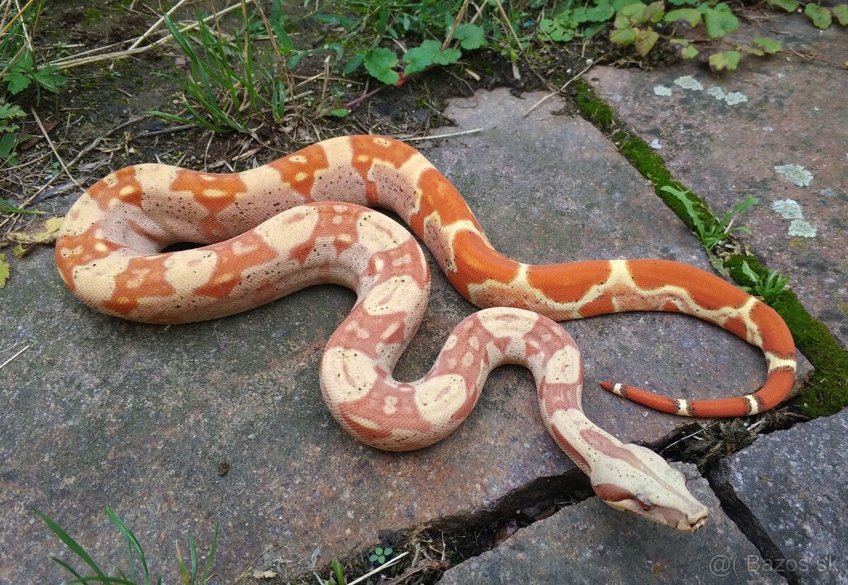 Boa imperator - Keltic VPI Albino, VPI Sunglow - 20