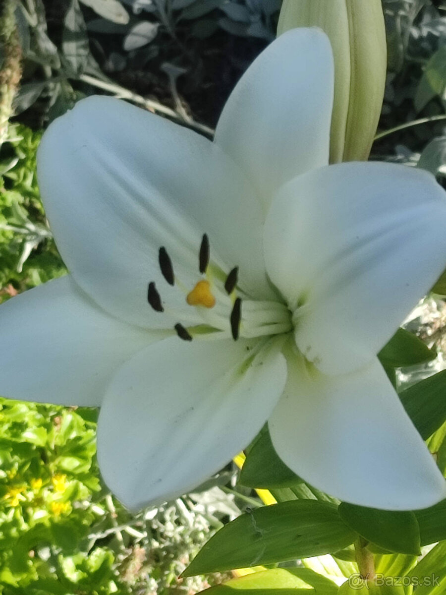 REZERVÁCIA, Predaj tehlového rod. domu , Lozorno - 20