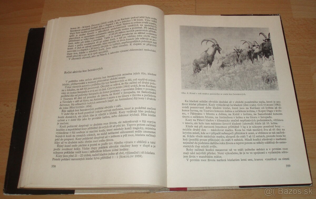 Dutorohá zvěř - 20