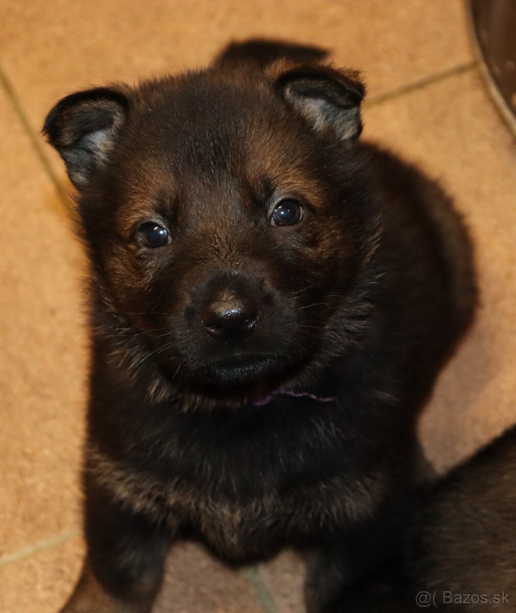 Německý ovčák s PP - 20