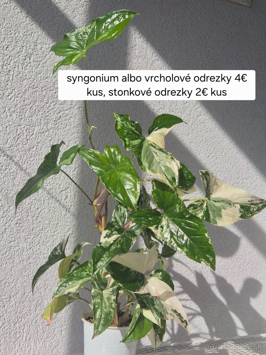 Predám izbové rastliny - 20