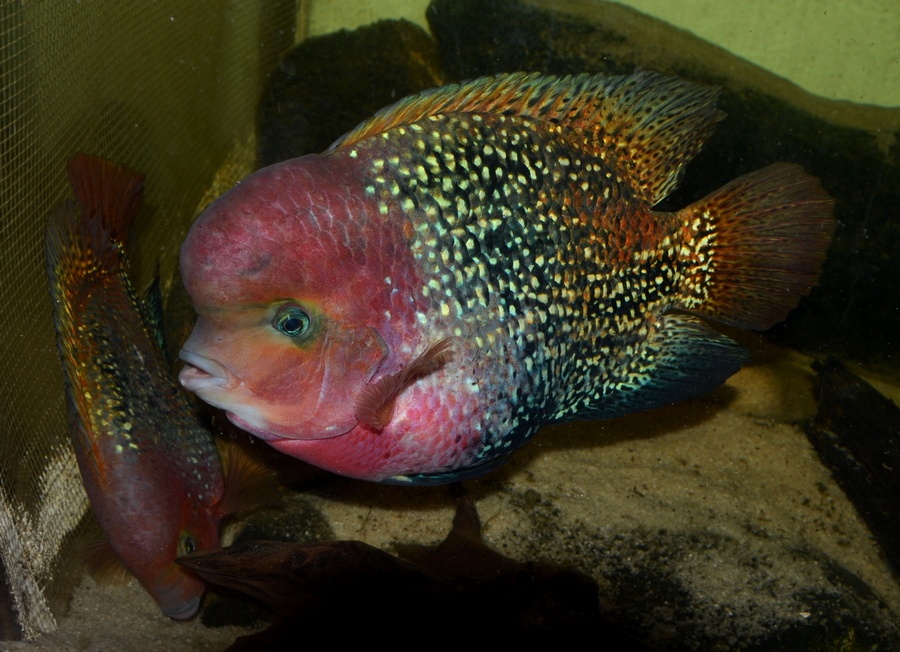 Americké cichlidy dovoz 9.11 RK-BB - 20