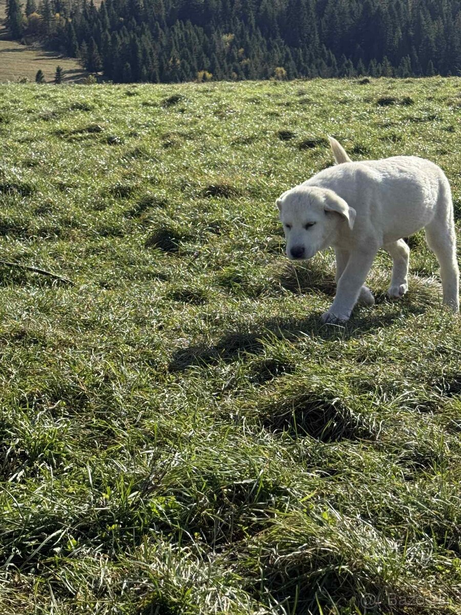 Predám šteniatka kangaly - 20