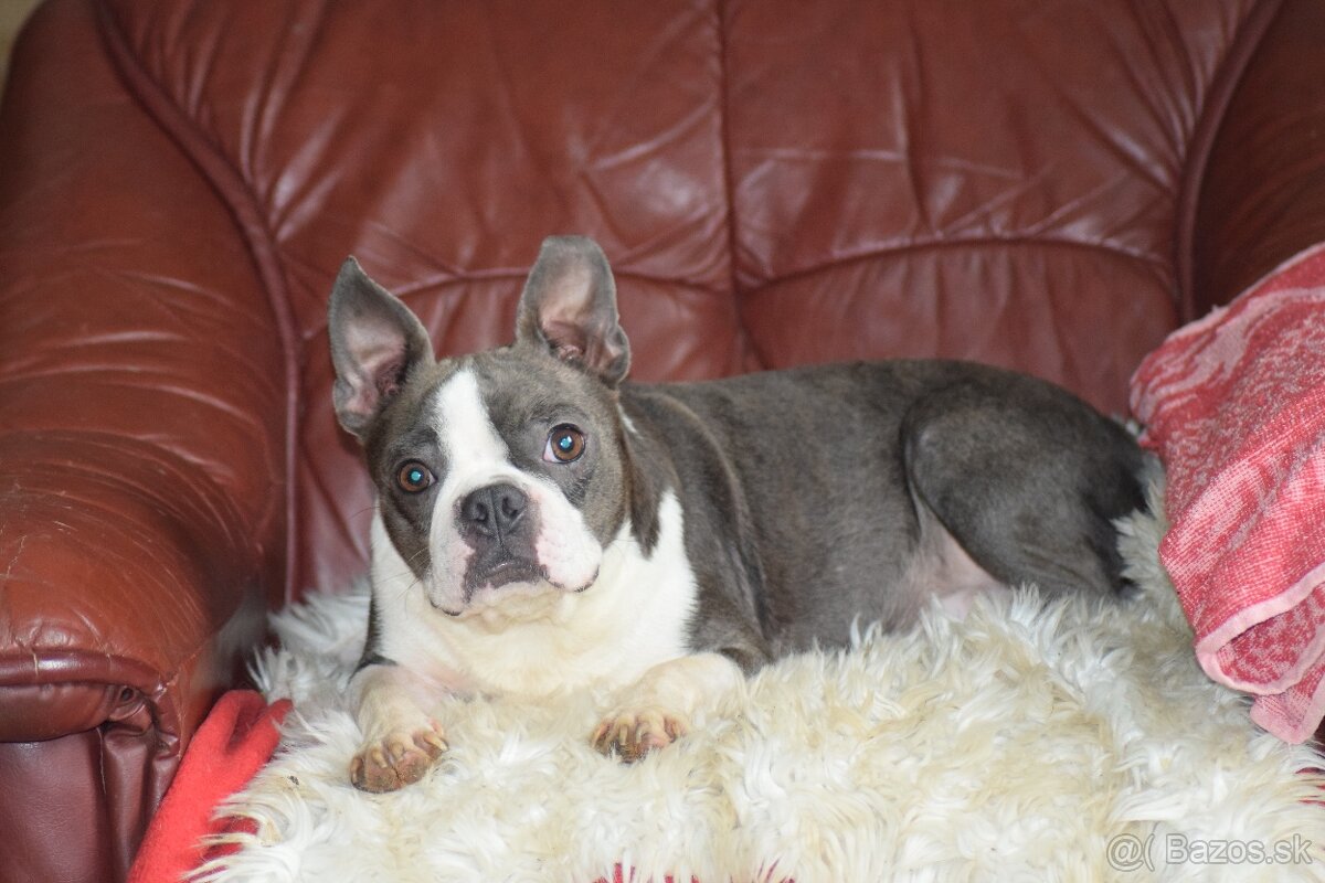 bostonský teriér s PP - modrý pejsek+ modrá holčička - 20