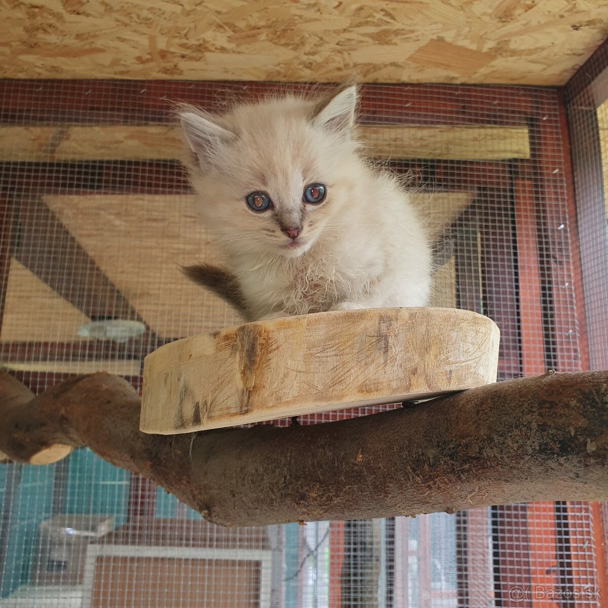 Ponukam maciatka ragdoll - 20