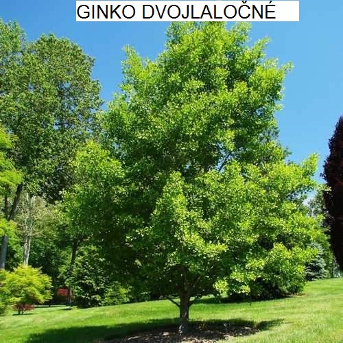 Predám ihličnany, trvalky za super ceny - 20