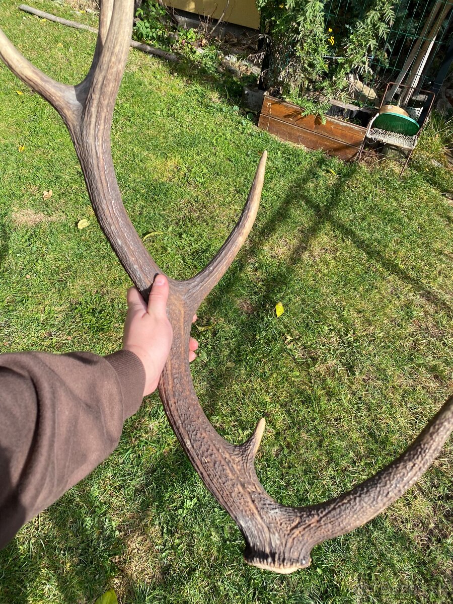 Jelenie zhody / parohy 74cm - 20