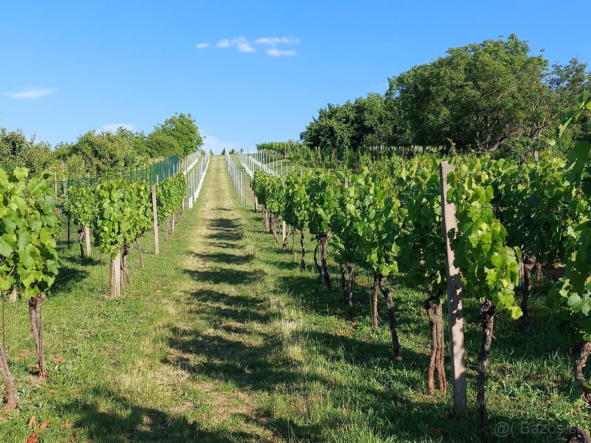 Na predaj vinohradnícka usadlosť v Skalici - 20