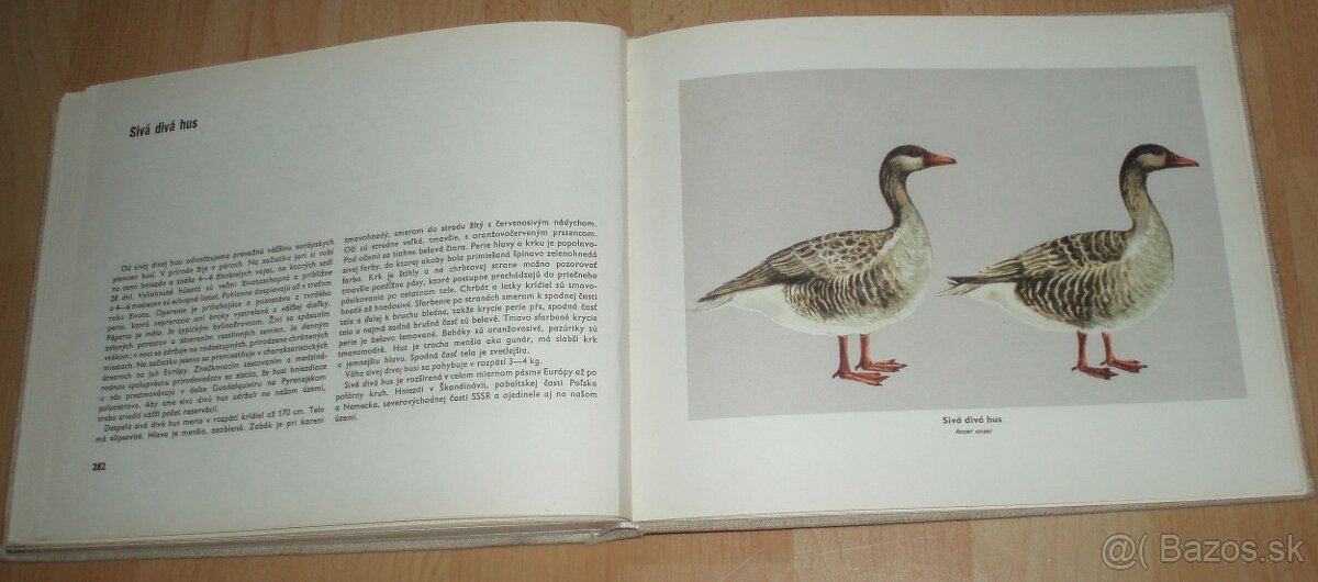 Atlas plemien hydiny - 20