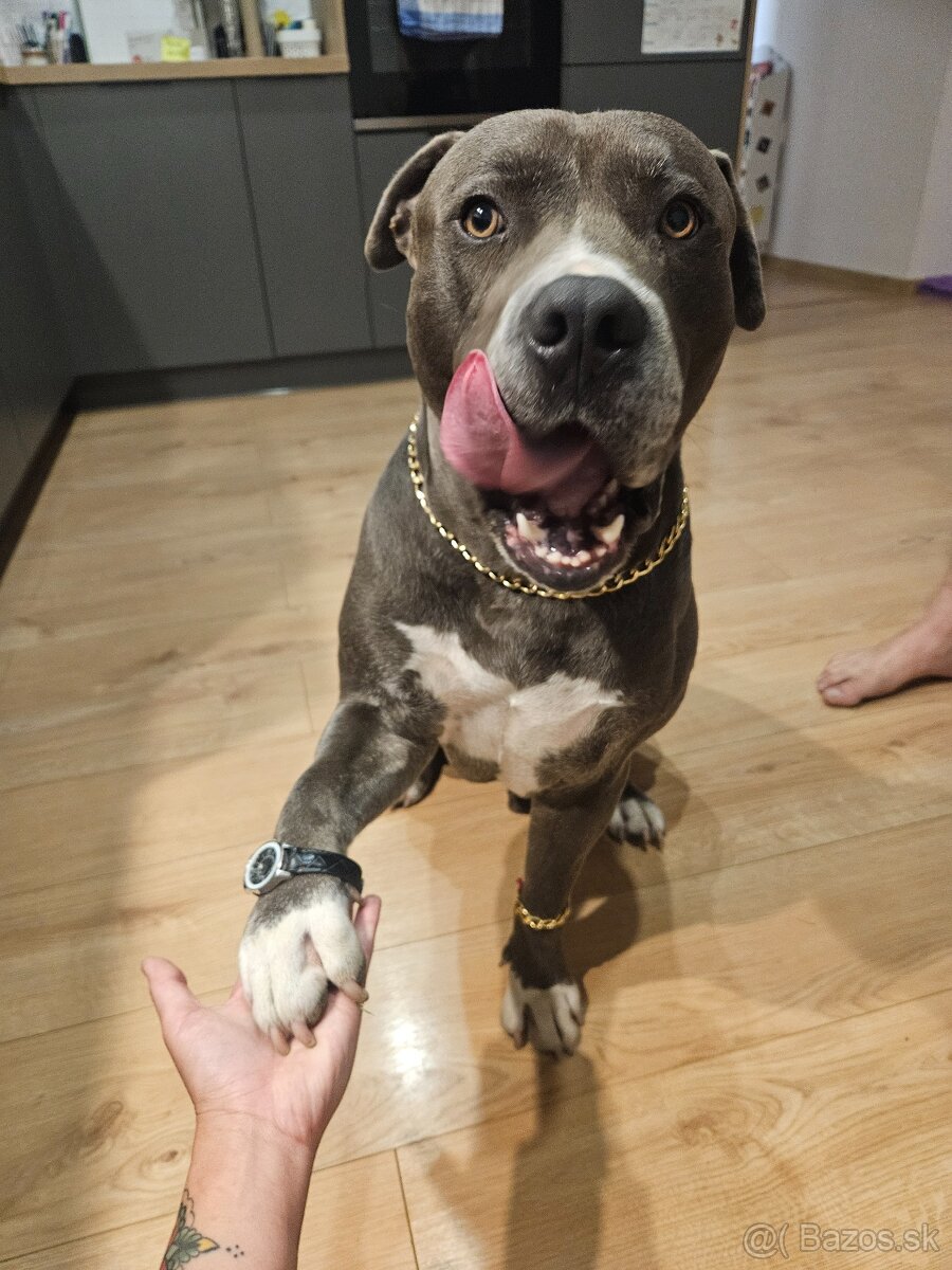 Krytie - Americky Stafordsirsky terier - 20