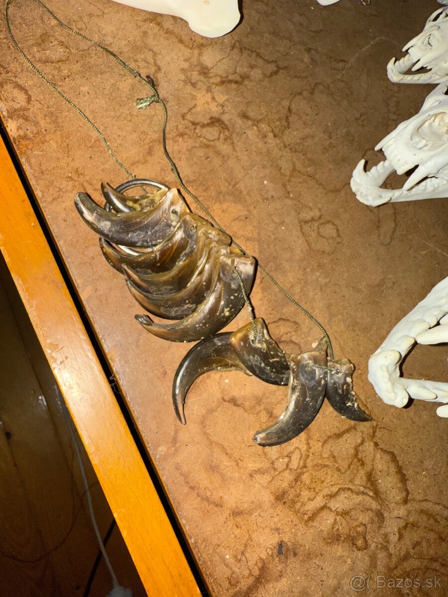 Poľovnícke trofeje - 20