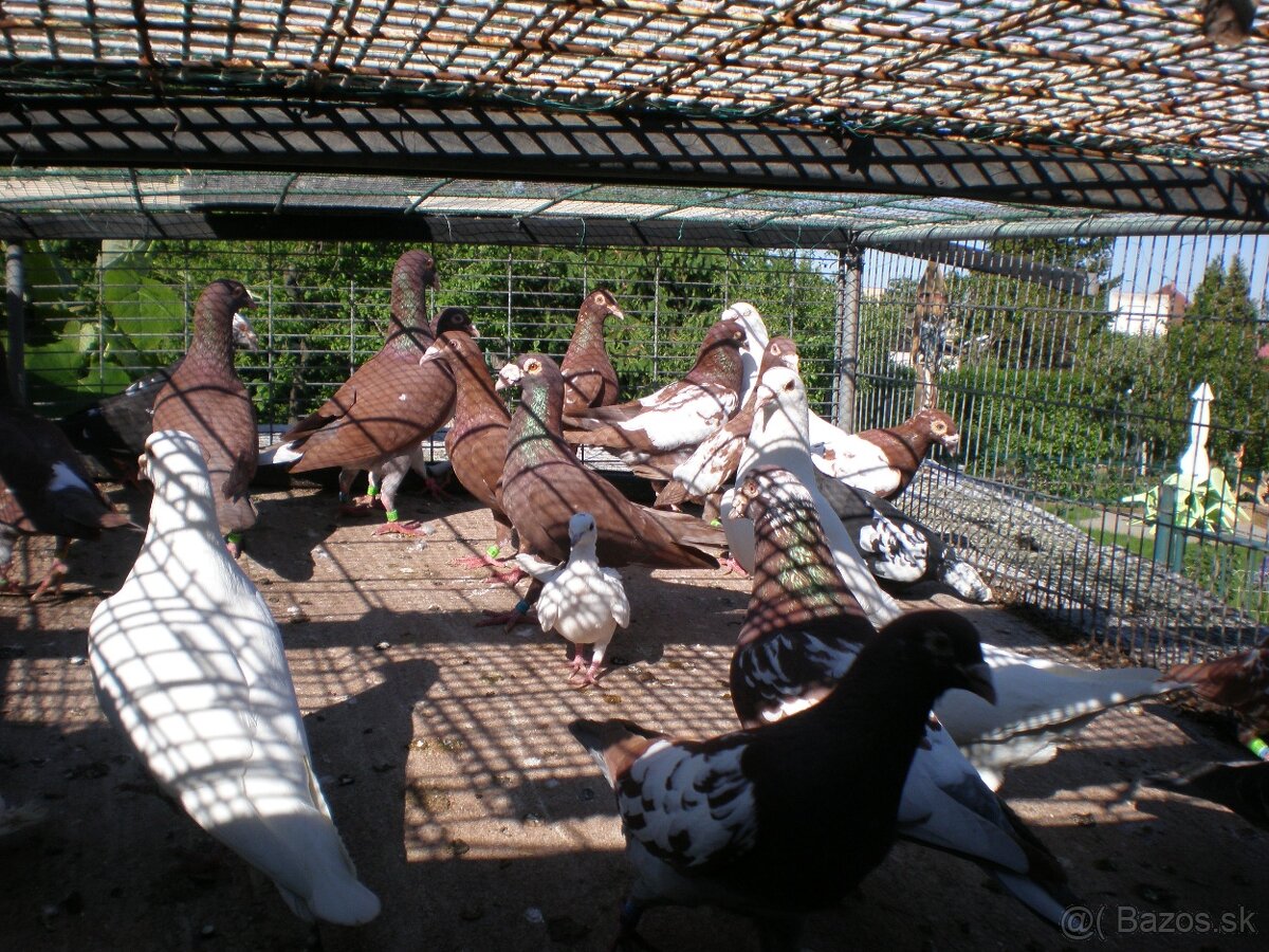 Predám poštové holuby Meulemans - 20