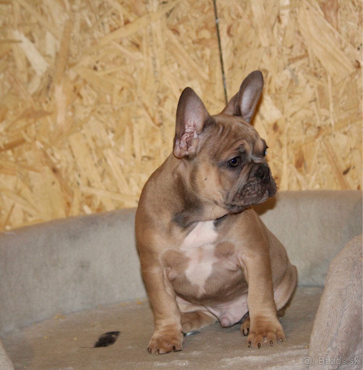 Francúzsky buldoček s PP - 20