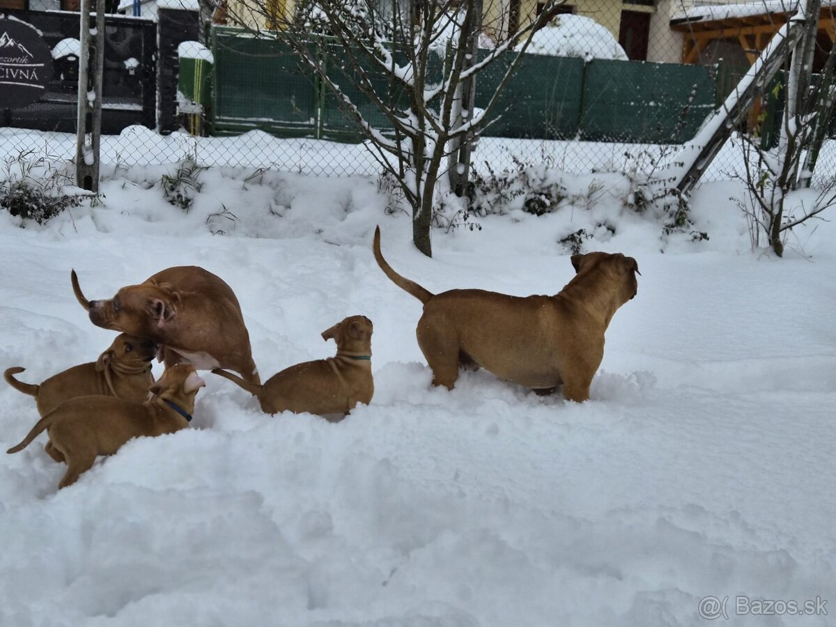 Americký stafordširský teriér - 20