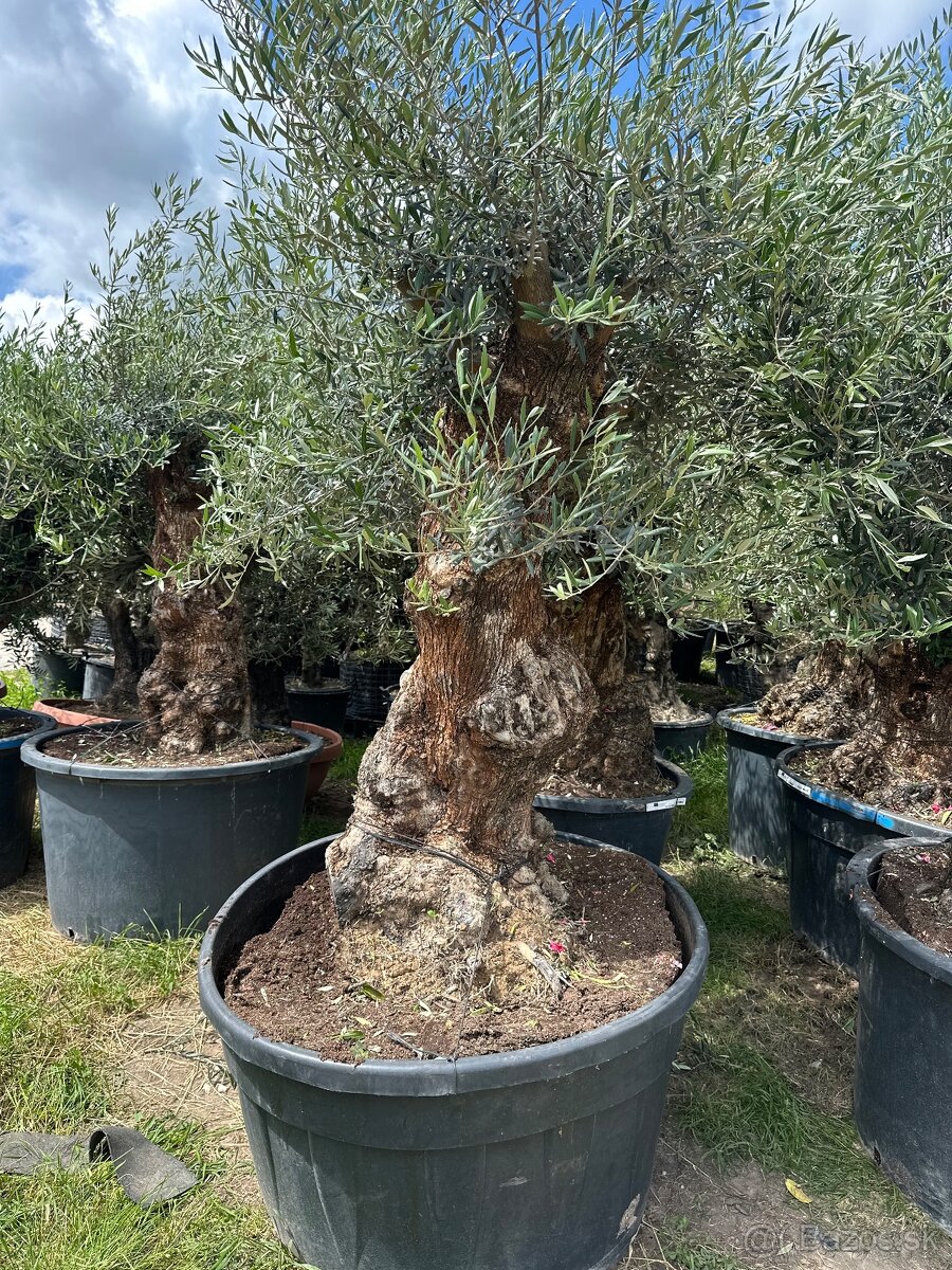 Predám Olivy Bonsai - 20