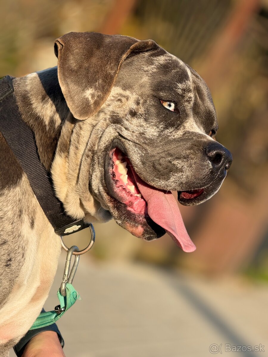 XL Bully šteňatá čoskoro k odberu - 20
