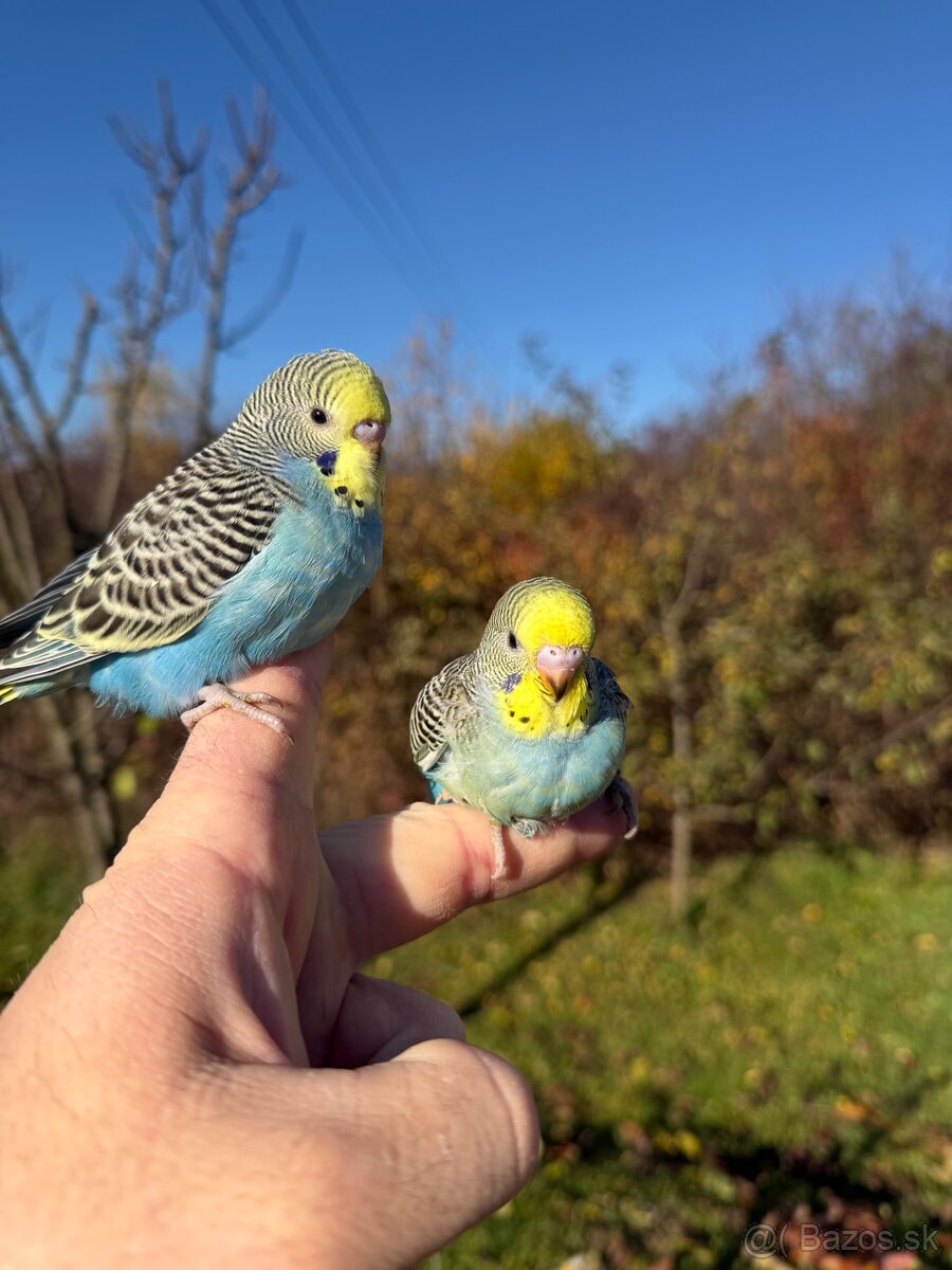 Andulka Maznačik krotká - 20
