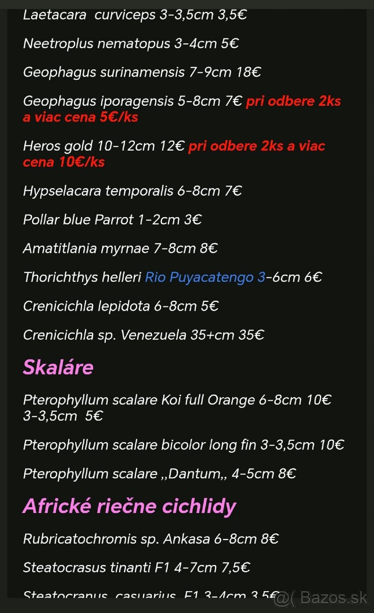 Americké cichlidy - 20