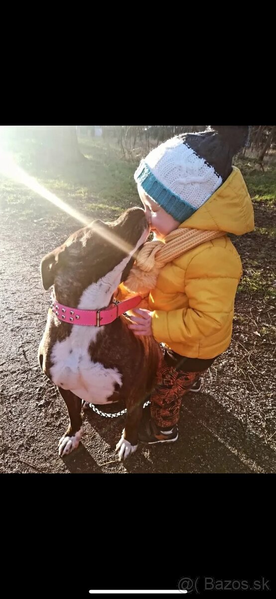 Americký stafordsirsky terier, Stafford, amstaf - 20