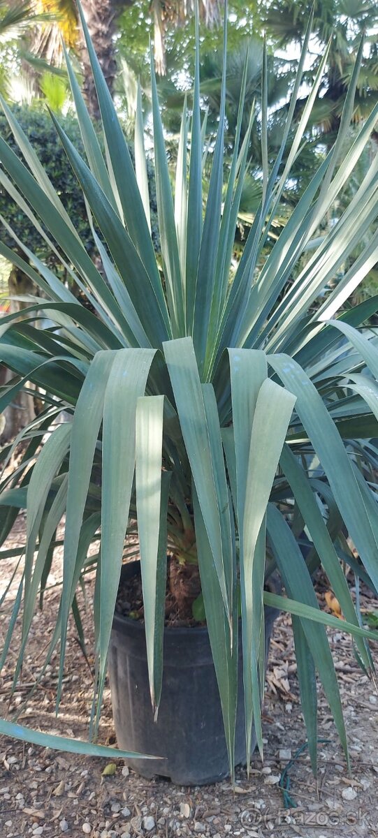 Stredomorské rastliny a palmy - 20