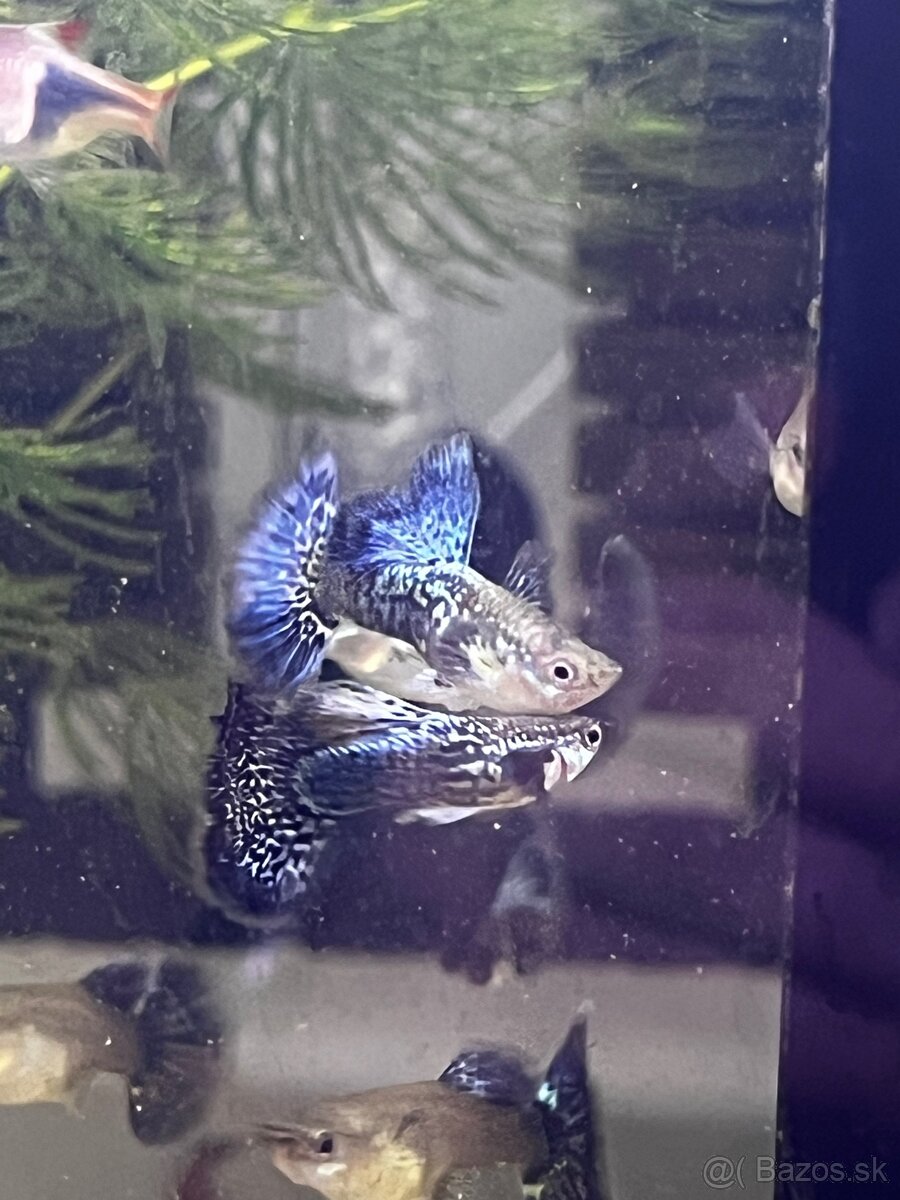 Gupky | Endlerky | Živorodky (NR) - 20