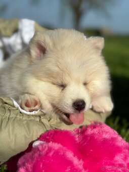 Pomsky / Pomeranian / Husky - 20