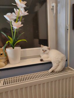 Britská krátkosrstá mačka - 20