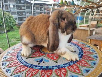 NOS ,FRANCUZSKY BARAN - 20