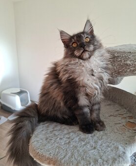 MAINE COON - Mainská mývalia s PP - 20