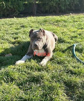 American Bully XL - 20