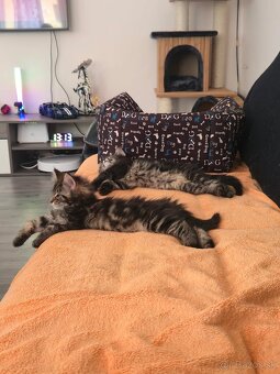 Maine Coon - 20