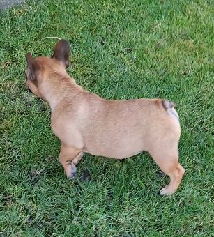 Francouzsky buldoček s PP - sučky - 20