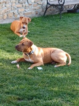 Americký stafordšírsky teriér - 20