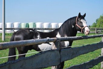 APH SORREL ŽREBČEK NA PREDAJ - 20