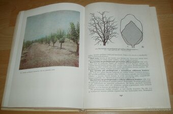 Štepenie, očkovanie a preštepovanie drevín - 20