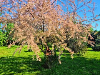 Rodinný dom na pozemku 1445 m², Poľný Kesov okres Nitra - 20
