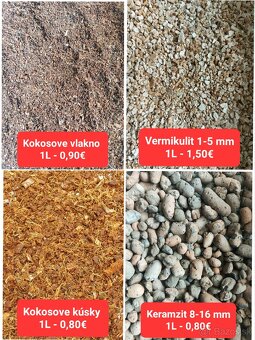 Predám izbové rastliny - 20