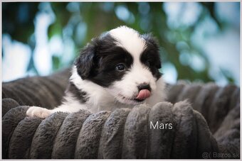 Border Collie Border Kolia s PP FCI - 20