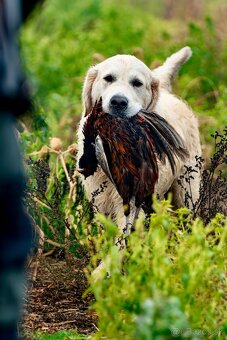 Zlatý retriever - šteniatka s PP, poslední 2 chlapci voľní - 20