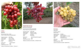 Stolový vinič - sadenice - 20