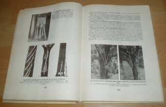 Štepenie, očkovanie a preštepovanie drevín - 20