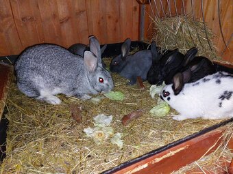 Králiky do chovu - 20