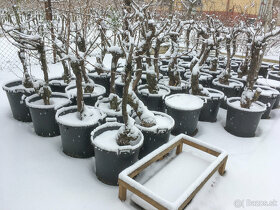 Starý vinič v kvetináči - 20